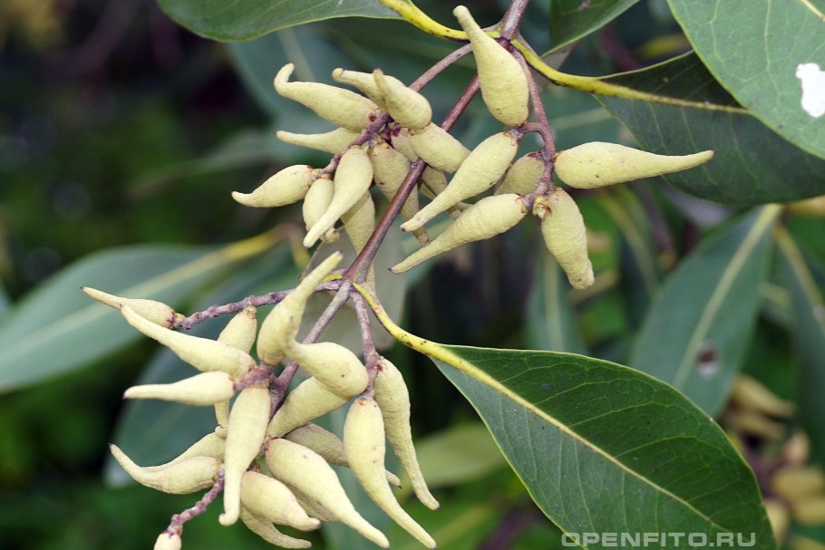 Авиценния морская и Авиценния блестящая,
