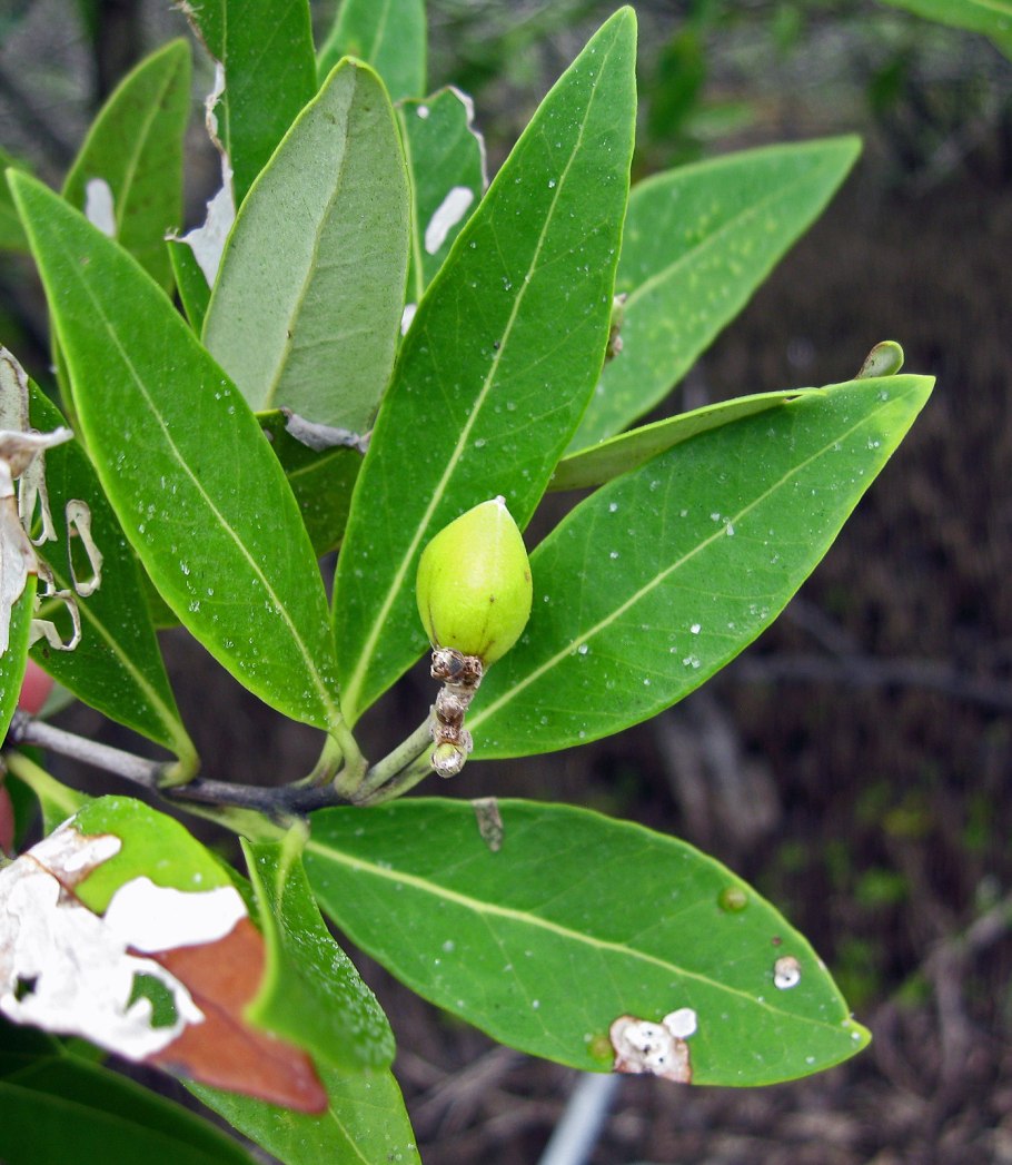 Авиценния морская Avicennia Marina