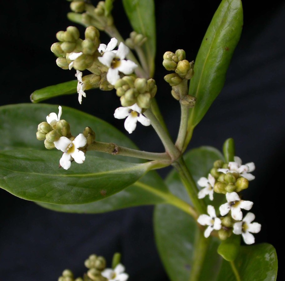 Авиценния блестящая