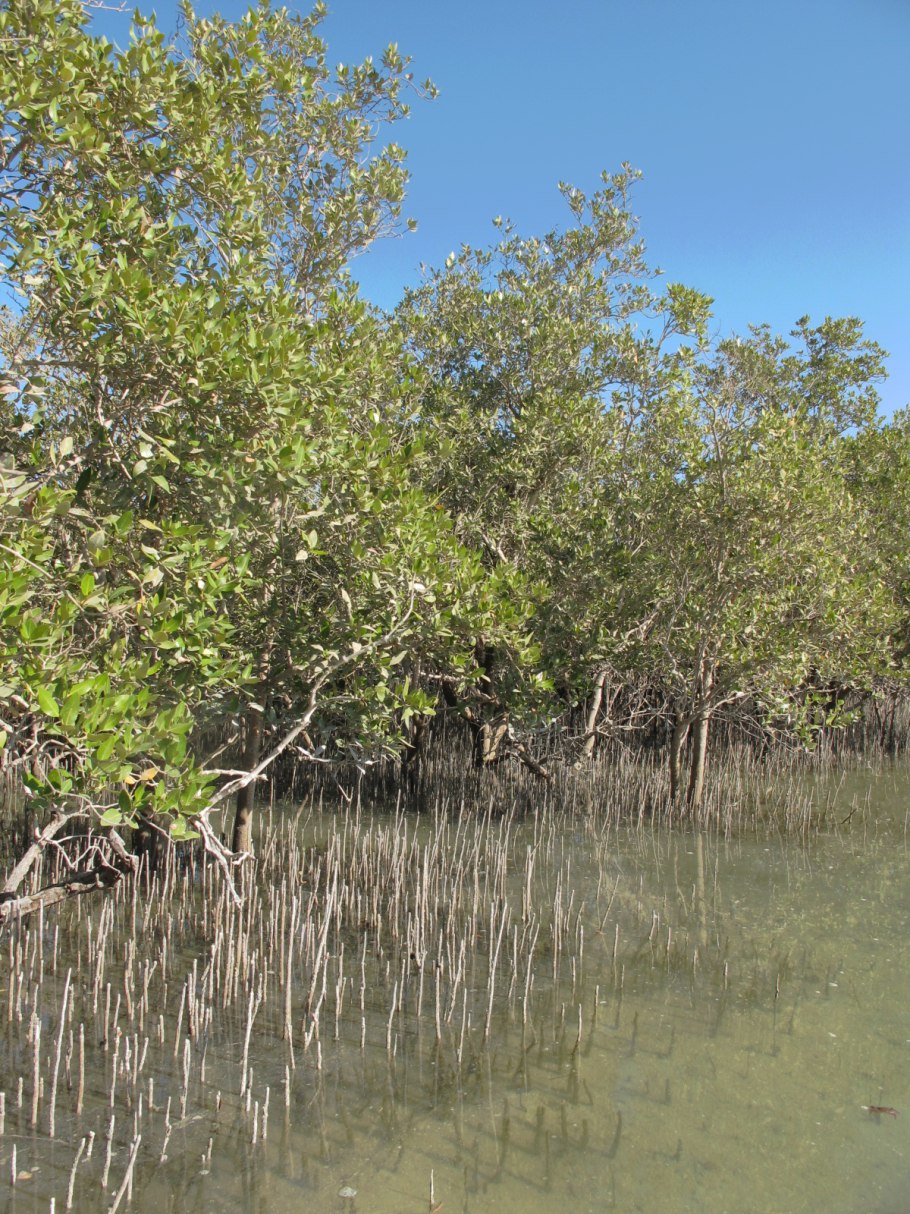 Авиценния морская дерево