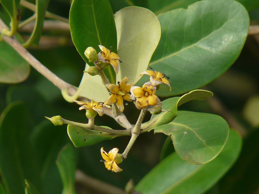 Avicennia germinans