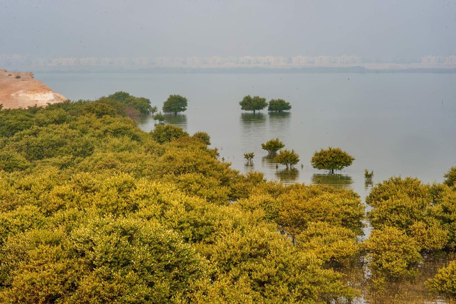 Катар мангровые леса