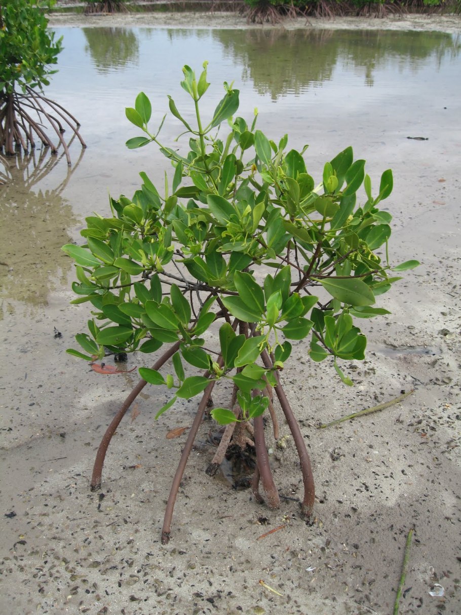 Авиценния мангровые леса