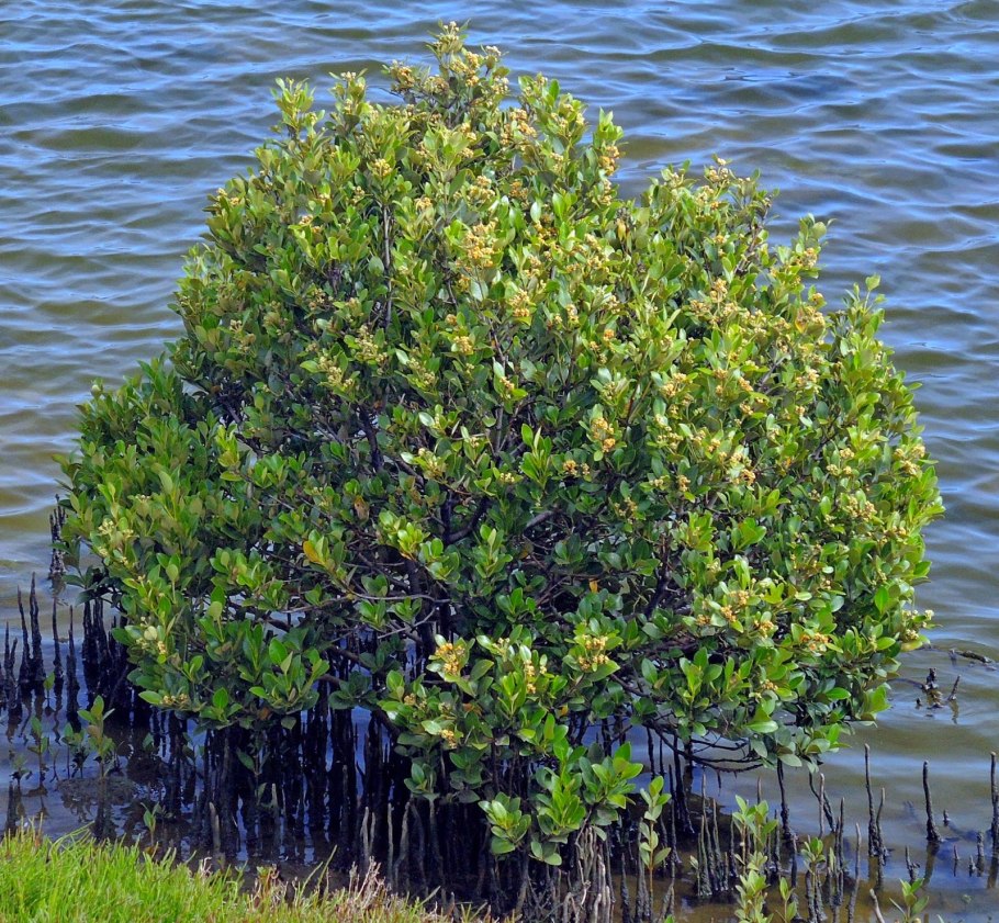 Авиценния морская Avicennia Marina