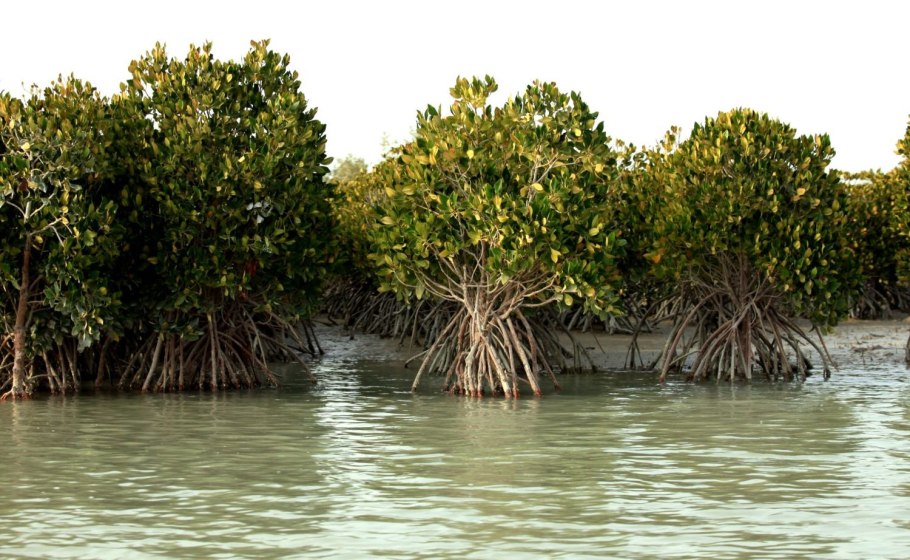 Авиценния растение