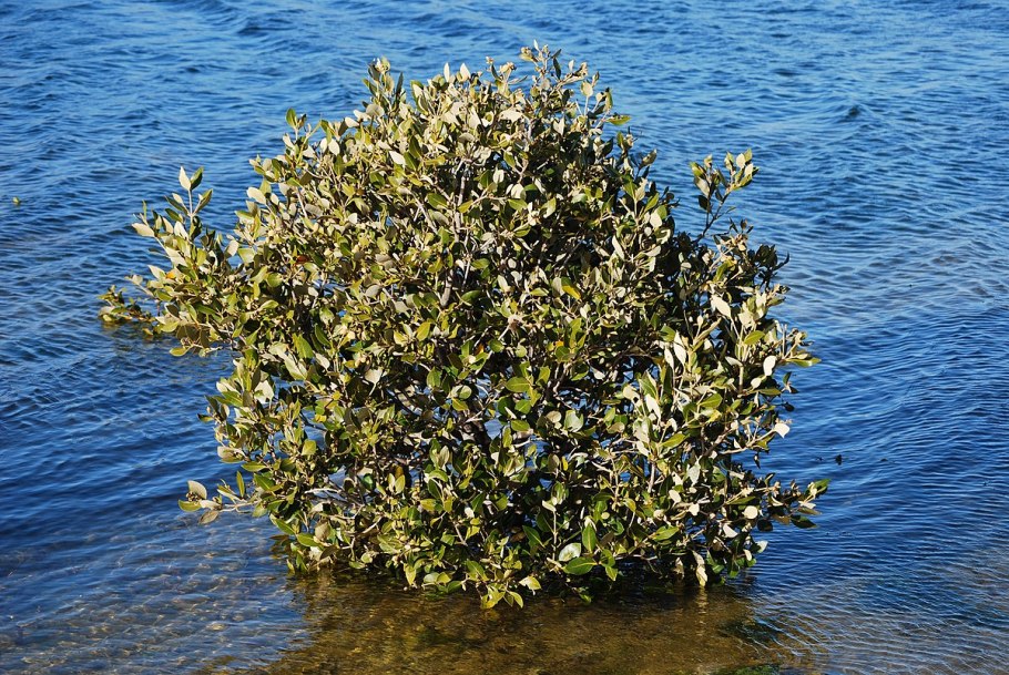 Авиценния морская Avicennia Marina