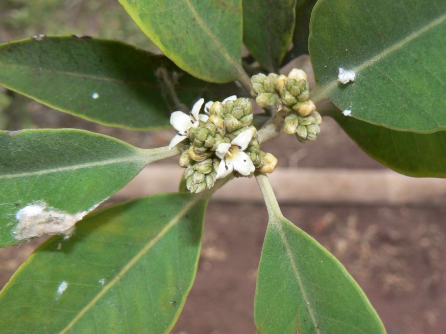 Авиценния блестящая корень