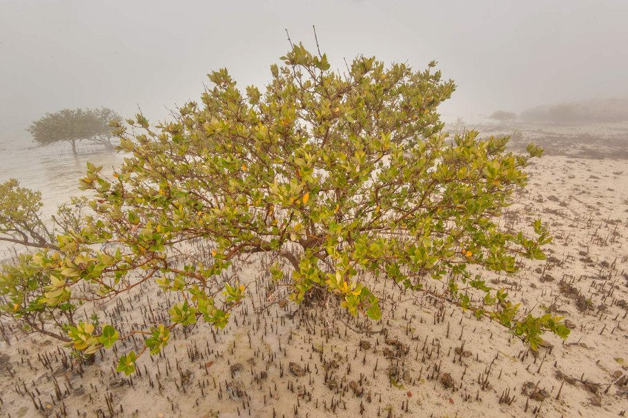 Авиценния морская дерево