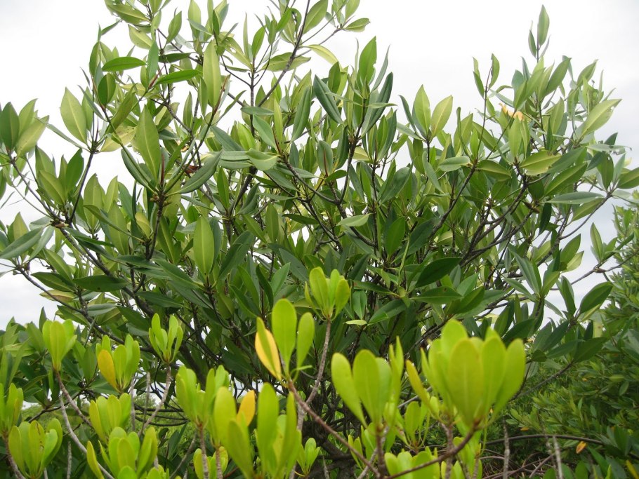 Авиценния растение