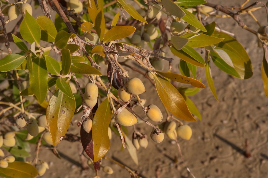 Авиценния (Avicennia