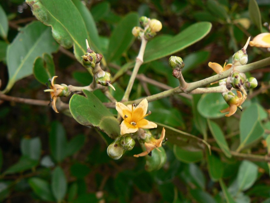 Авиценния блестящая