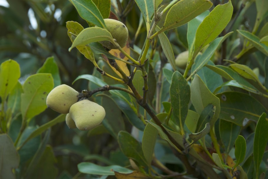 Ходульные корни ризофора