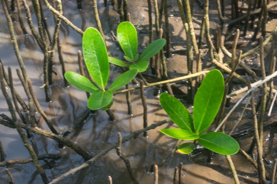 Бругиера голокорневая