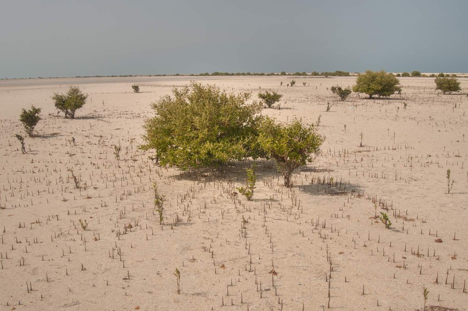 Авиценния морская дерево