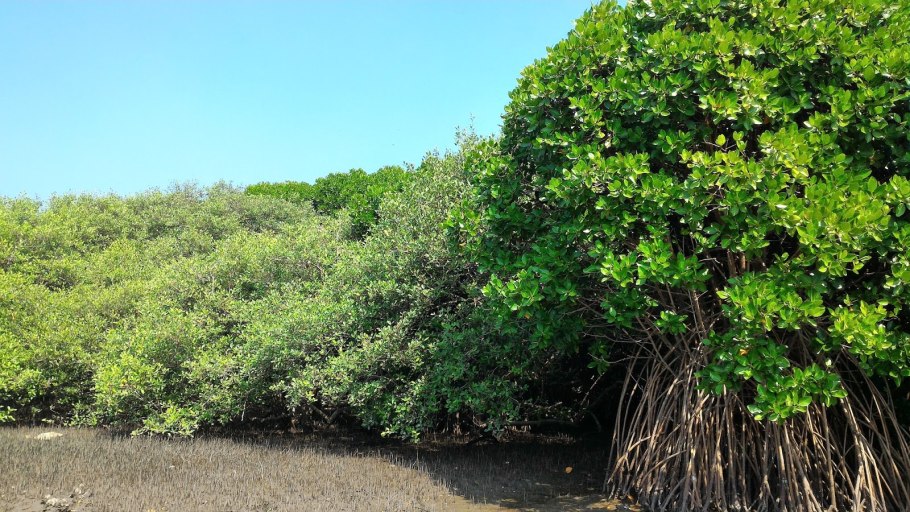 Авиценния блестящая корень