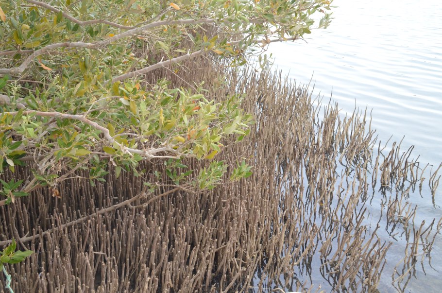 Авиценния блестящая