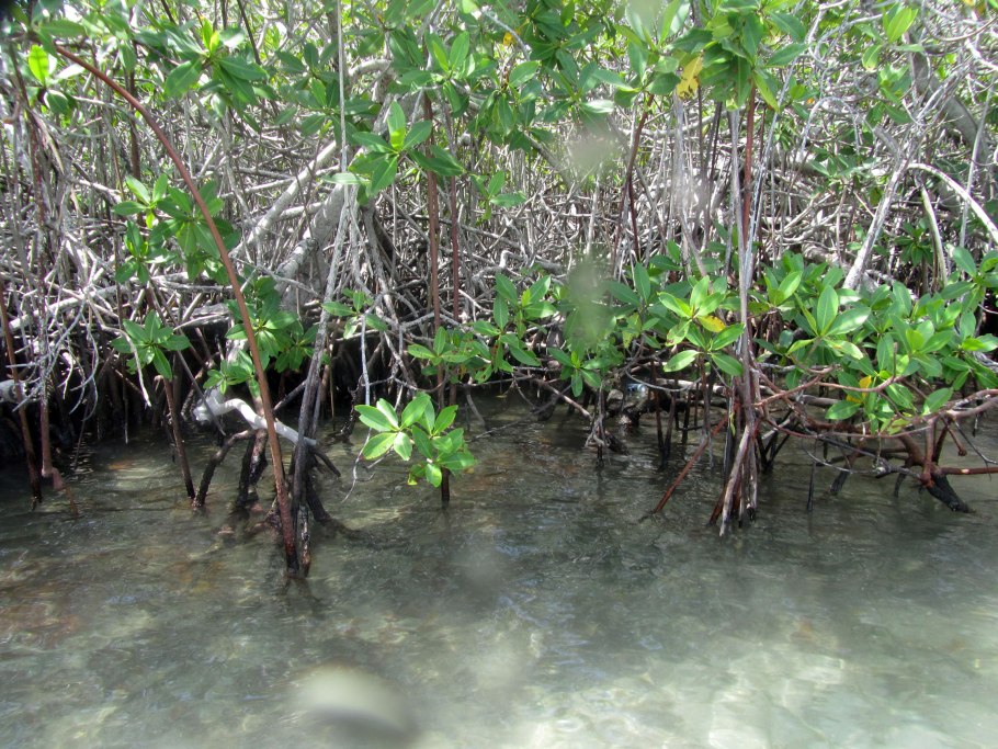 Авиценния (Avicennia