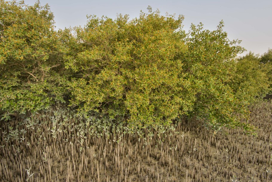 Мангровое дерево