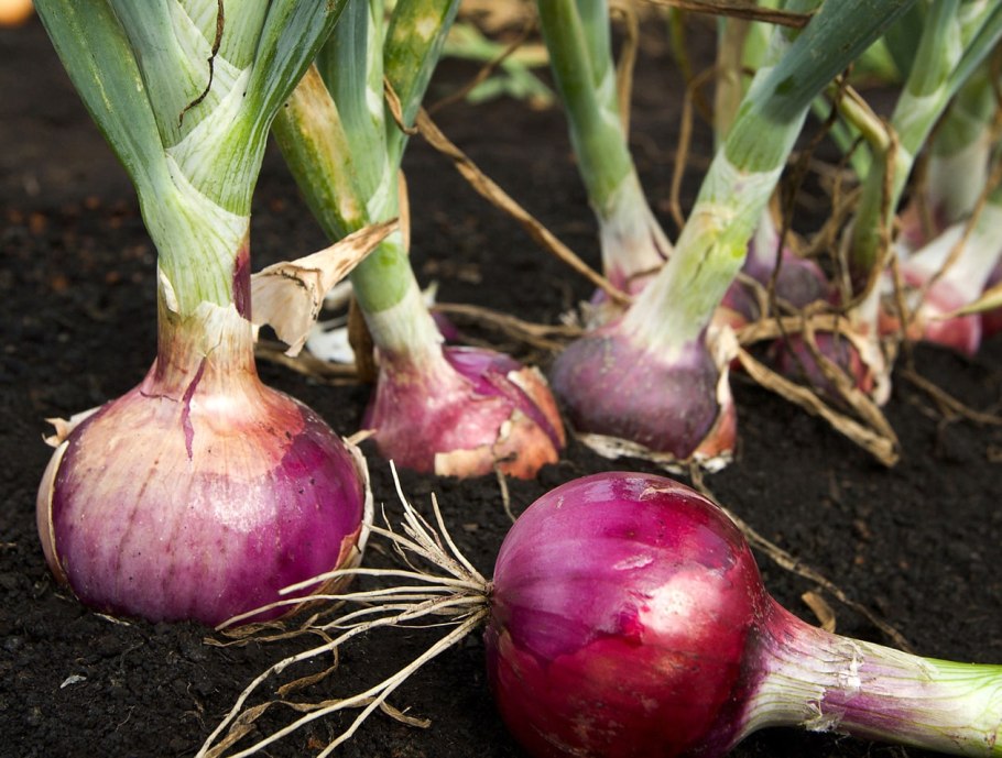 Лук шалот Крымский