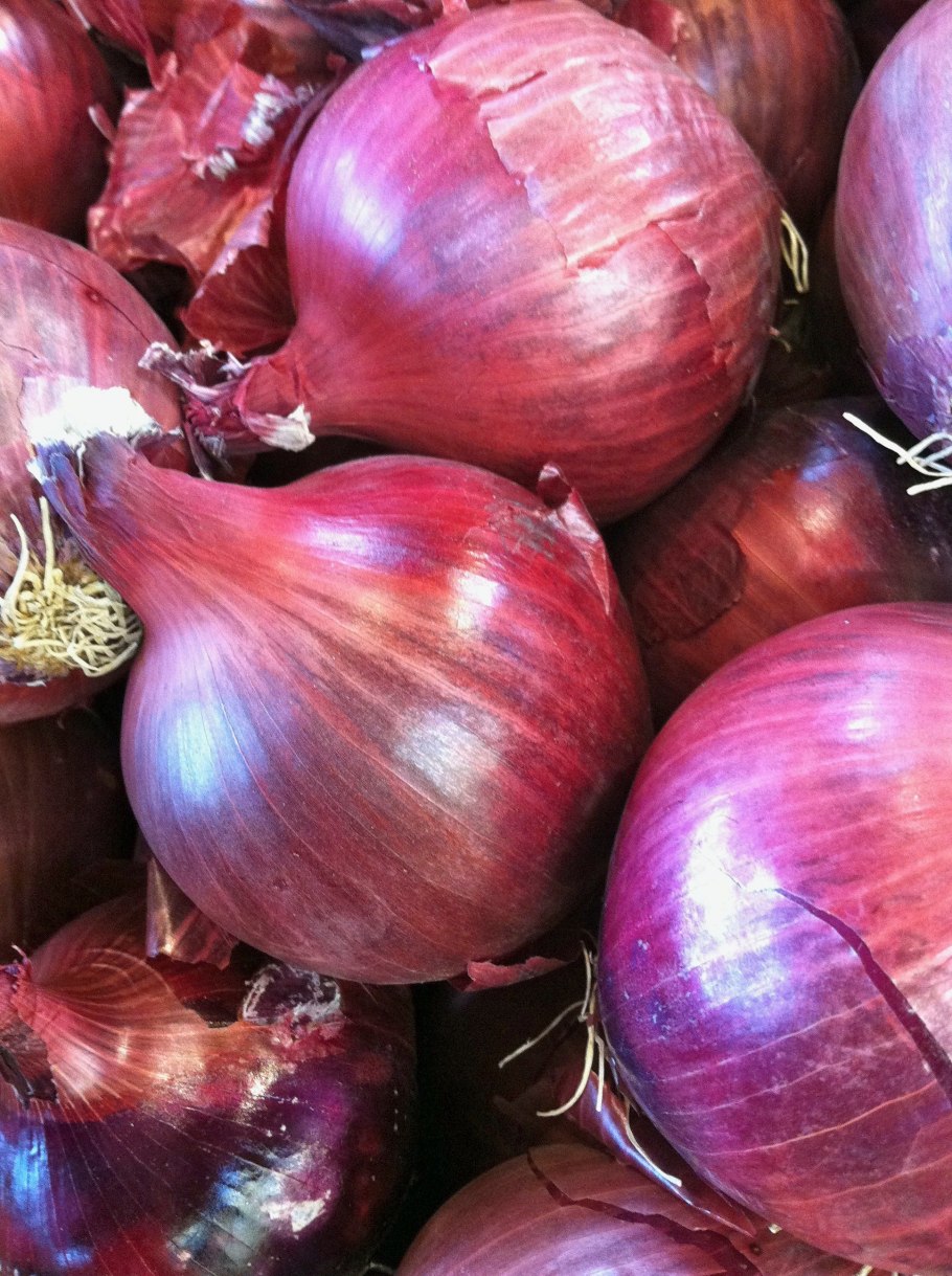 Лук растет на грядке