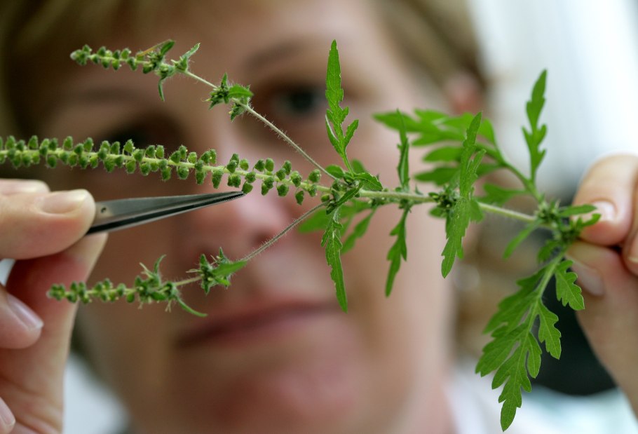 Аллергенное растение амброзия