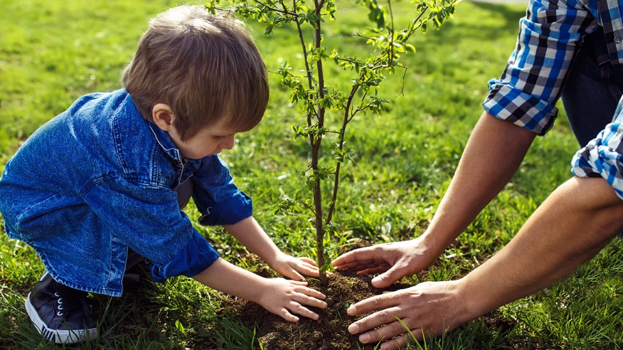 Сажание деревьев