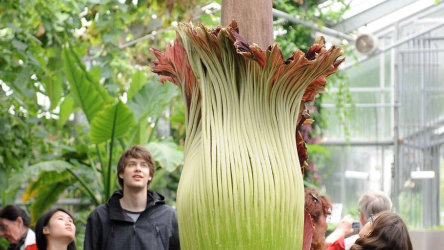 Самый опасный цветок в мире