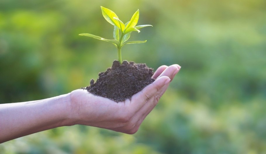 Росток в земле