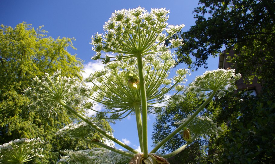 Борщевик ядовитое растение