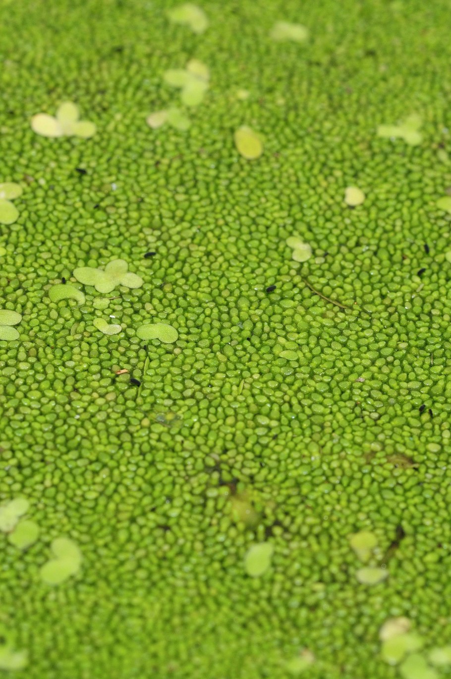 Вольфия бескорешковая