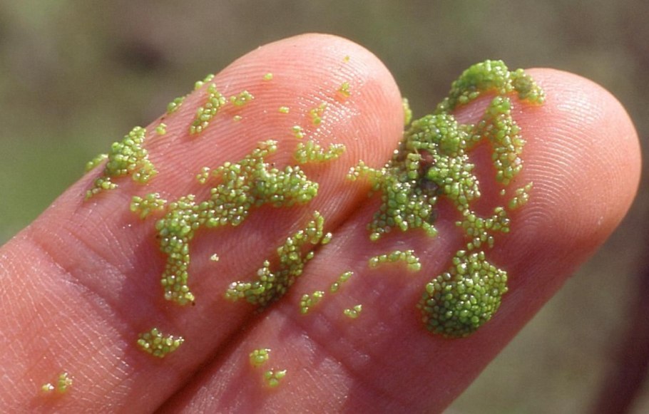 Вольфия бескорешковая