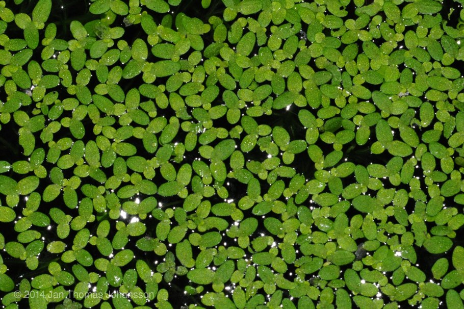 Трава ряска болотная