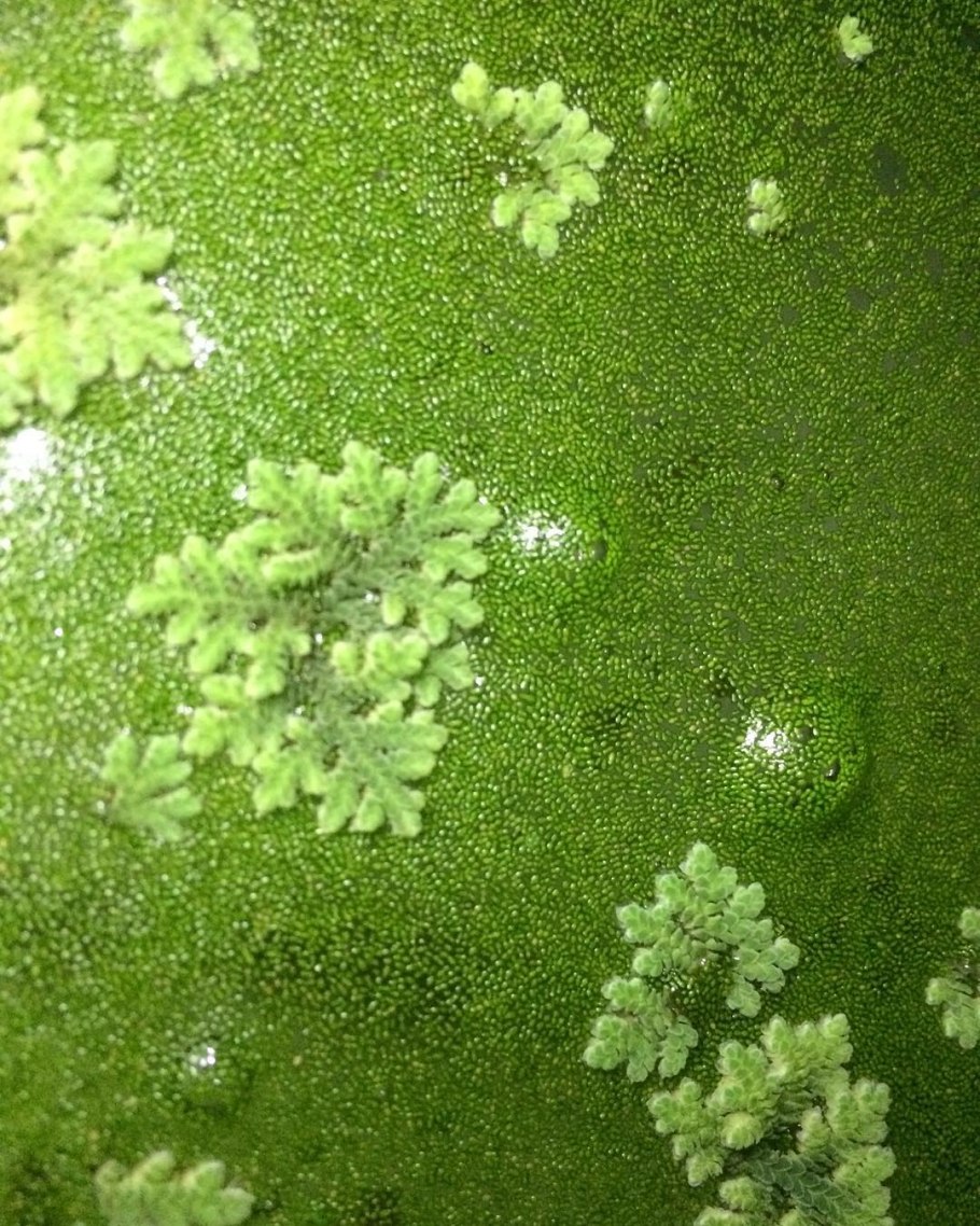 Вольфия шаровидная