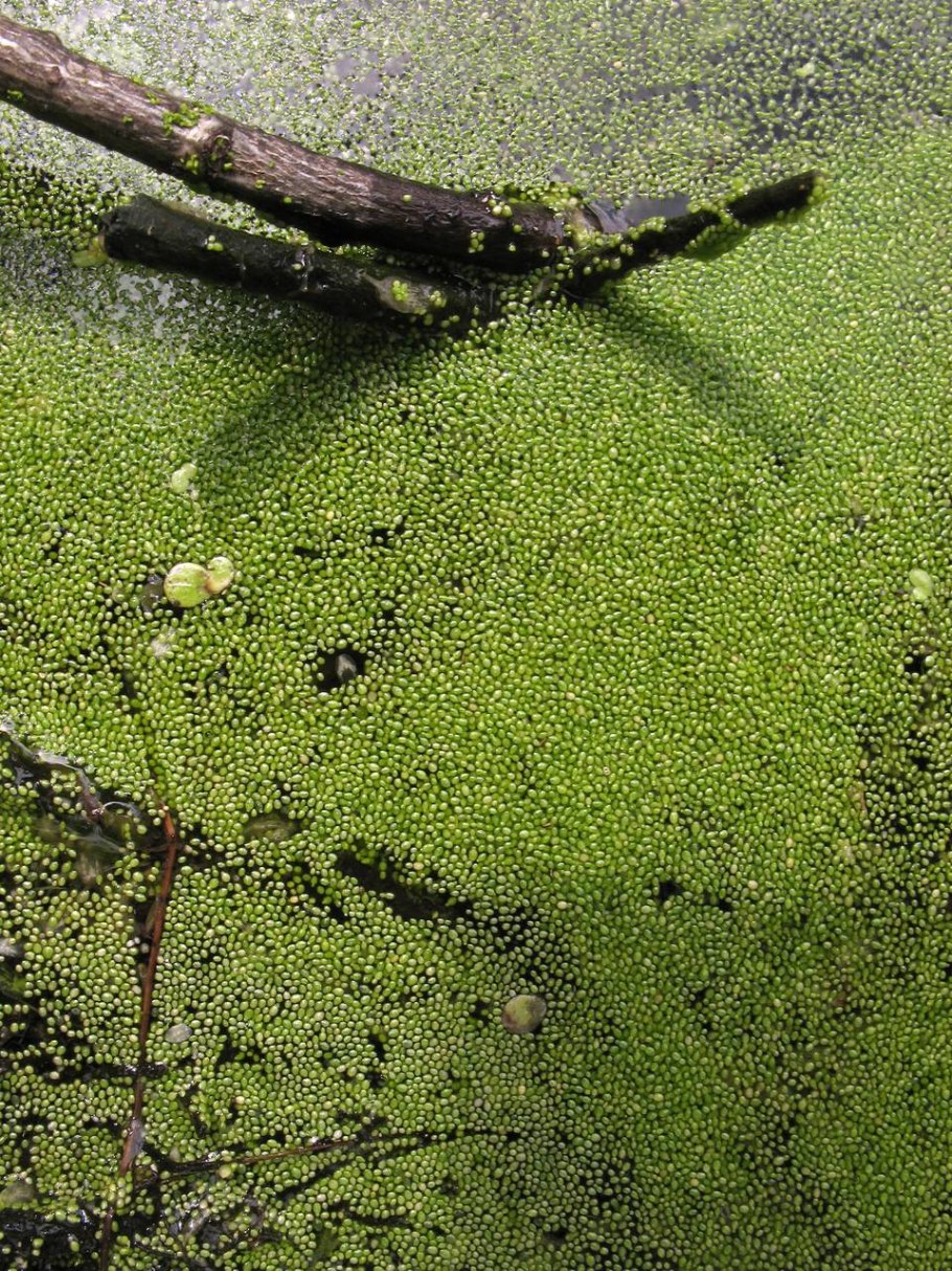 Ряска (Lemna)