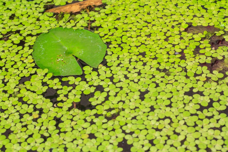 Плавучая Ряска волффиа аррхиза