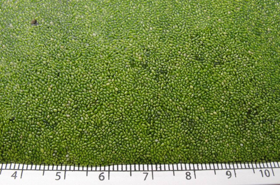 Вольфия бескорневая цветок