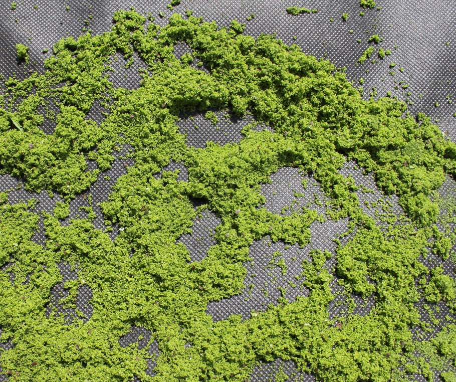 Вольфия бескорешковая