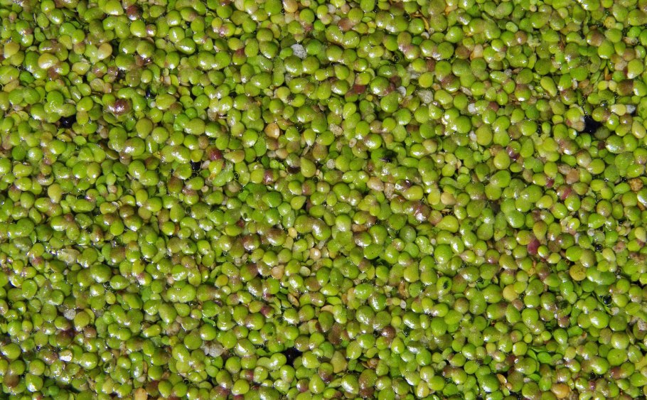 Ряска Вольфия