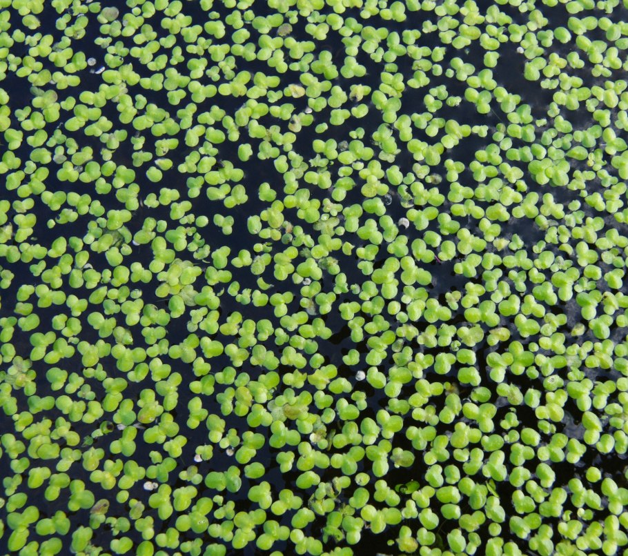 Сальвиния натанс