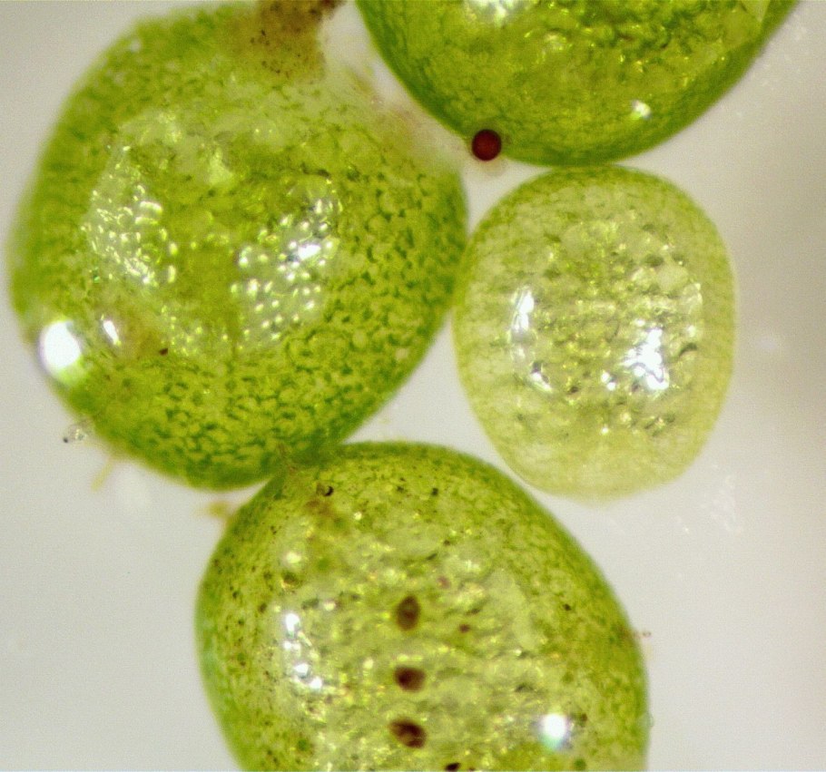 Вольфия бескорневая цветок