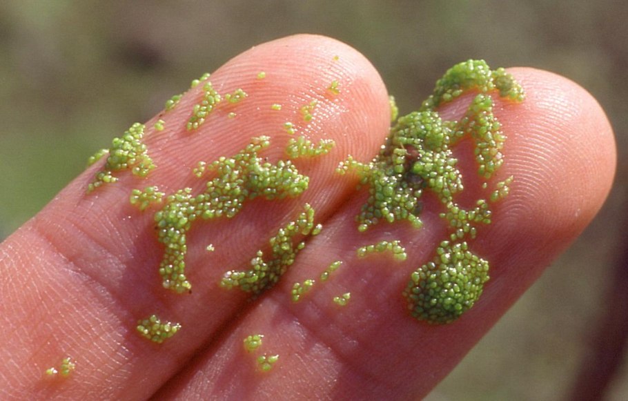 Вольфия бескорневая под микроскопом