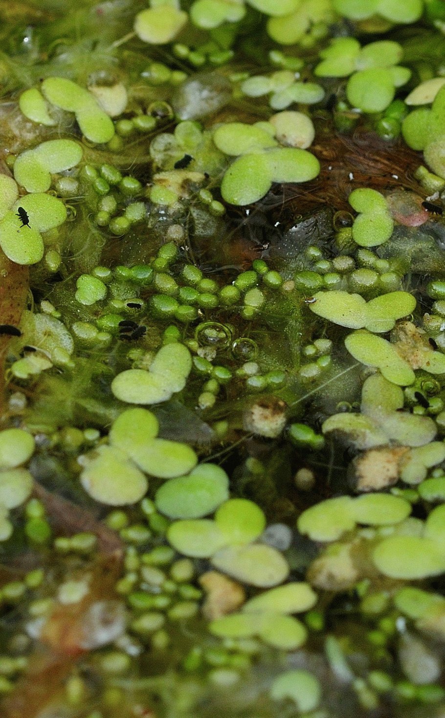 Вольфия бескорешковая