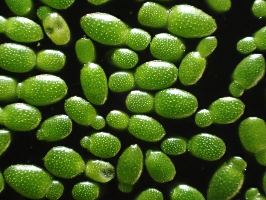 Ряска многокоренник