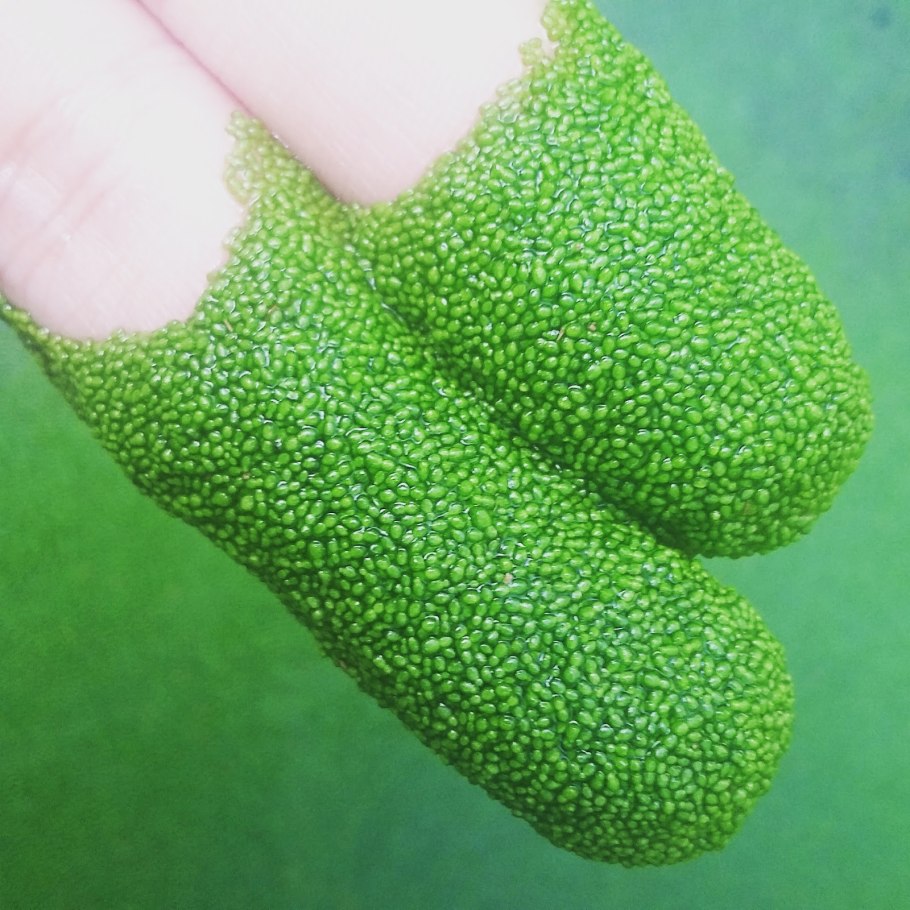 Ряска Вольфия