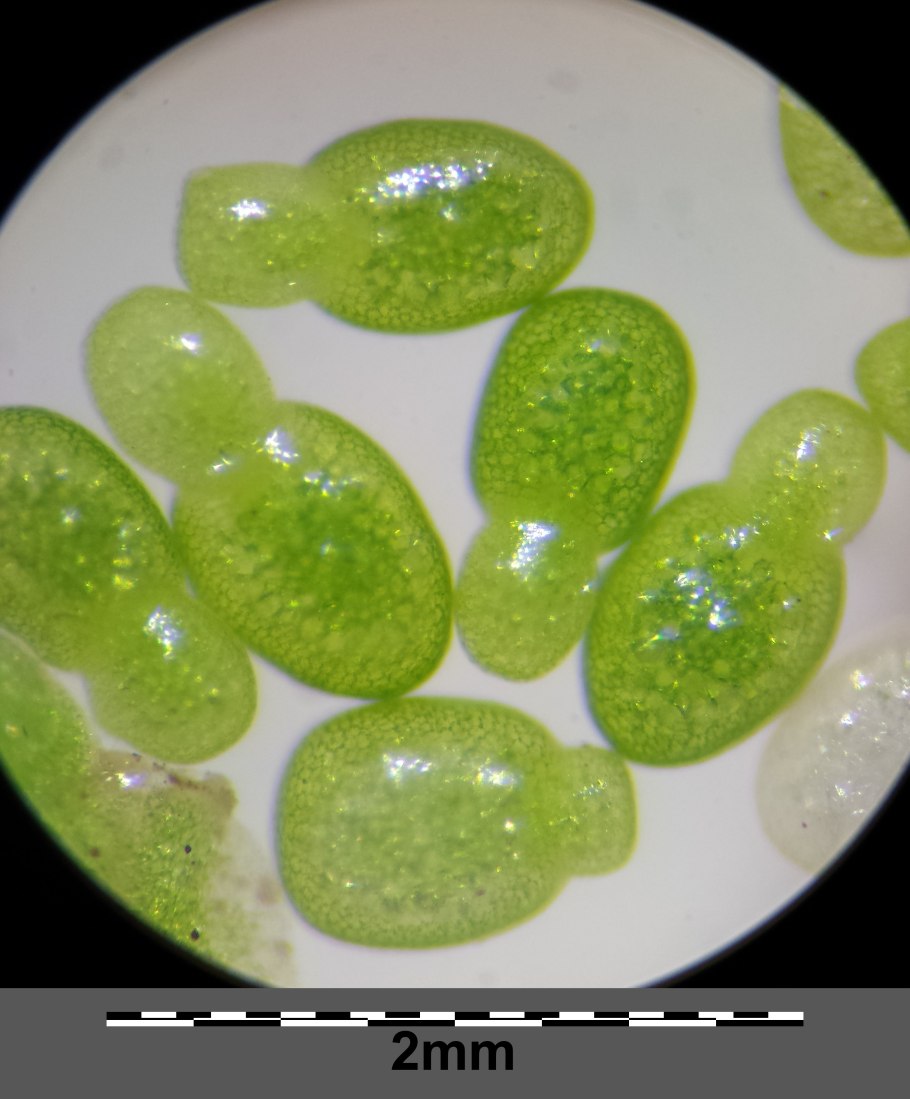 Вольфия шаровидная