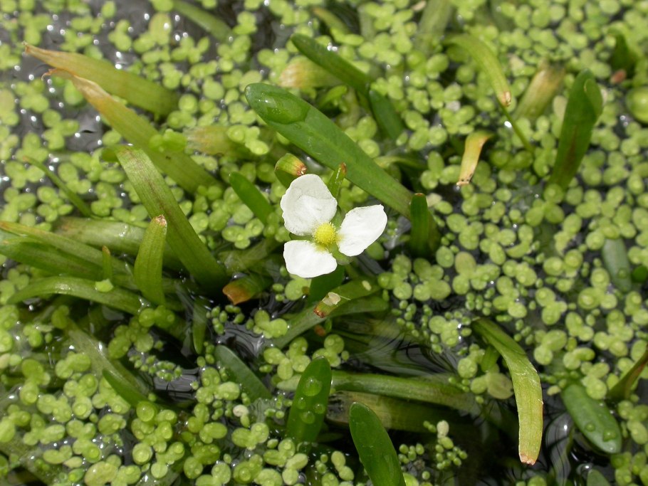Водокрас лягушачий