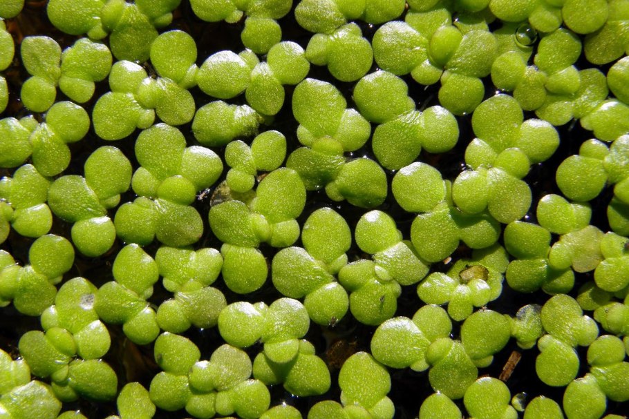 Вольфия шаровидная фрукт