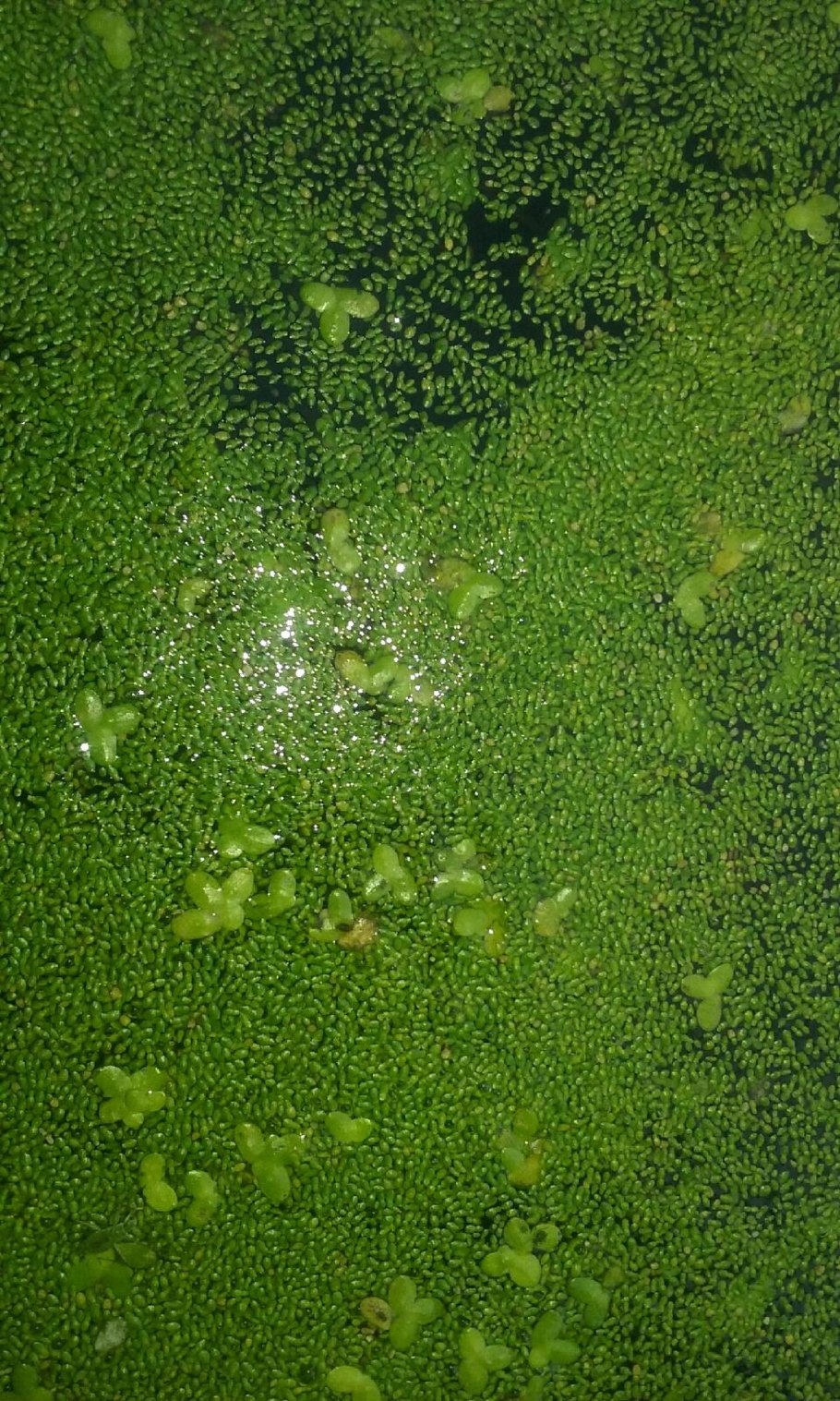 Ряска вольфия