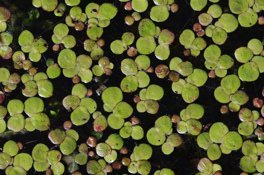 Wolffia grow