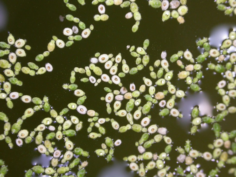 Ряска малая lemna minor